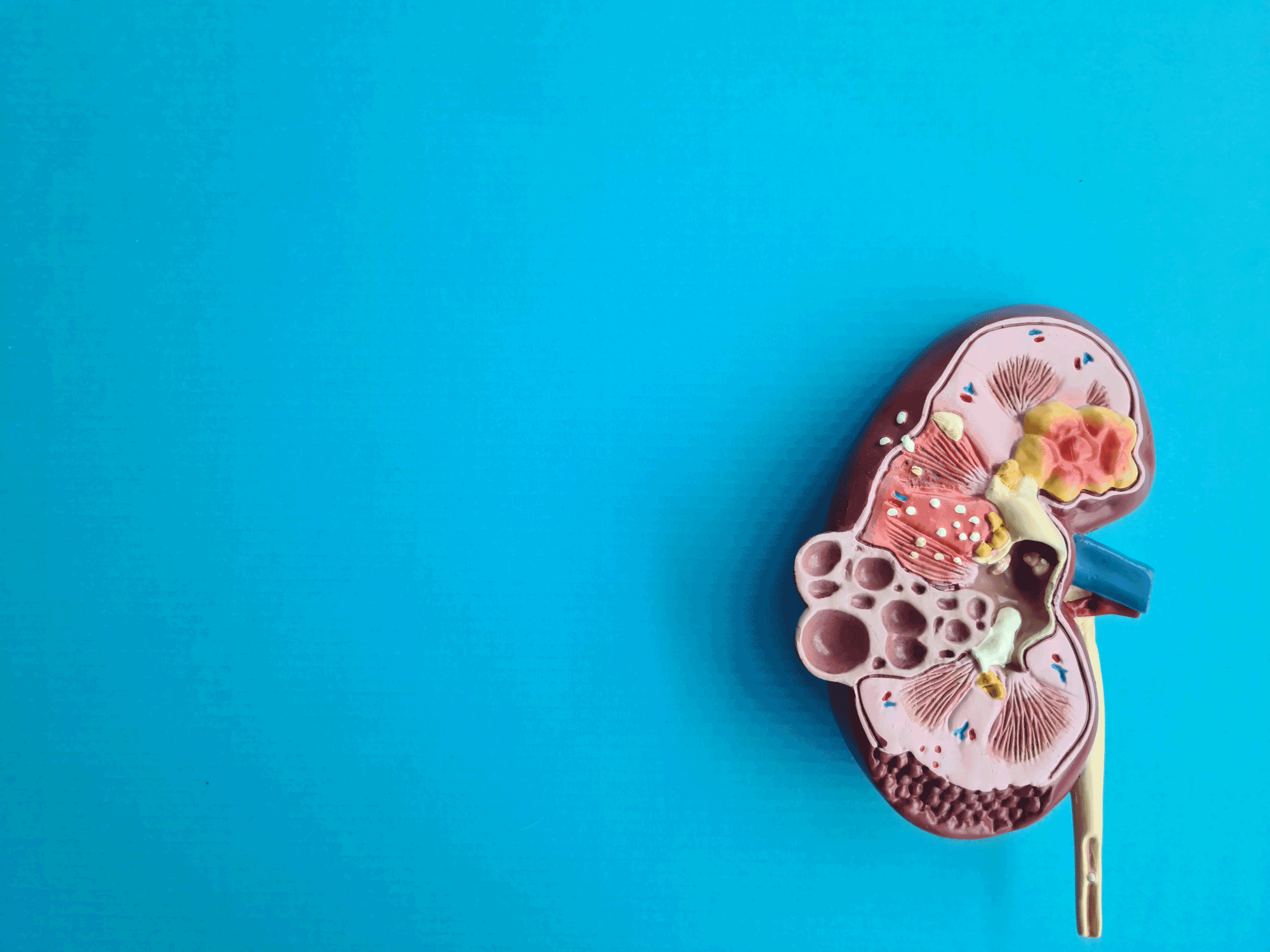kidneys photo
