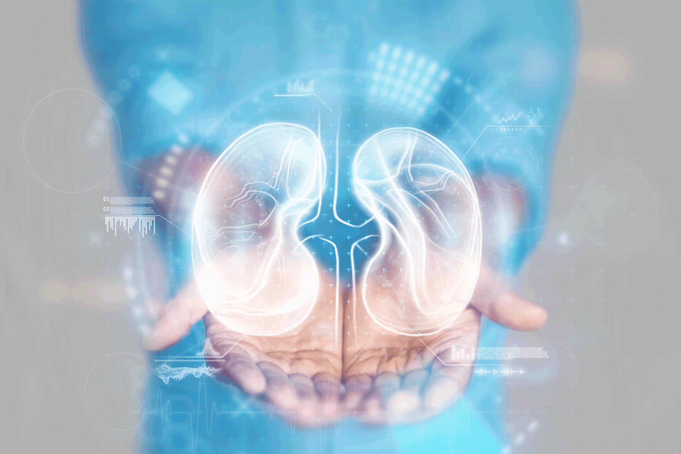 kidneys photo